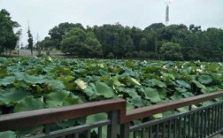 衡陽南湖公園藍(lán)牙耳機(jī)廠（衡陽南湖公園好玩嗎）